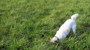 Beyaz köpek yavrusu çimleri kazıyor kafasını bir deliğe sokuyor. Yüksek kalite 4k görüntü