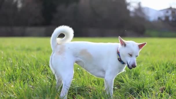 白い犬が畑の昼間に緑の草の穴を掘る 高品質4K映像 — ストック動画