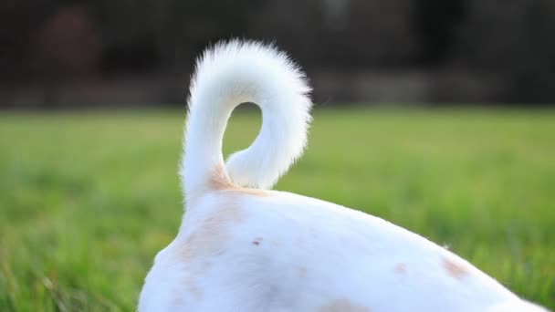 緑の芝生の遅いMoに白いワグ犬の尾のクローズアップ 高品質4K映像 — ストック動画