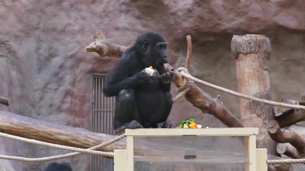 動物園の黒い猿は木の丸太の上に座って食べ物を食べる 高品質のフルHd映像 — ストック動画