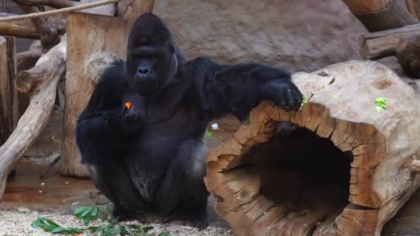 Dorosły Naczelny Żuje Jedzenie Zoo Wielka Czarna Małpa Rozgląda Się — Wideo stockowe