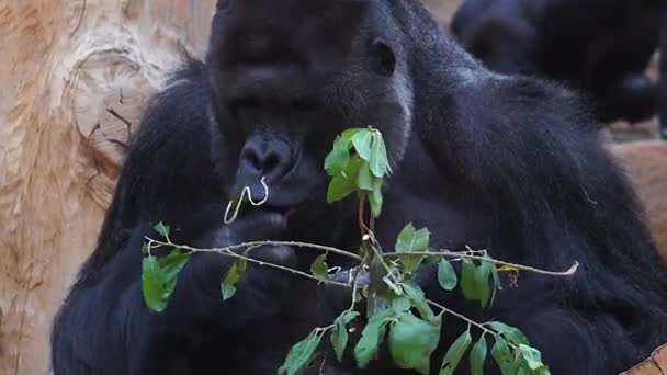 Ενήλικο Πρωτεύον Μασάει Φαγητό Ζωή Μια Μεγάλη Μαύρη Μαϊμού Κοιτάζει — Αρχείο Βίντεο
