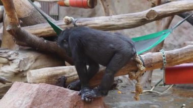 Siyah maymun asmalara ve ağaçlara tırmanıyor ve hayvanat bahçesinin zemininden yiyor. Yüksek kalite 4k görüntü