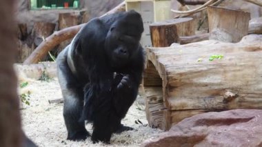 Hayvanat bahçesinde yürüyen büyük siyah goril. Yüksek kalite 4k görüntü
