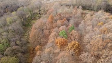 Sonbahar Ormanı dokusu. Ahşap arka. Portakal yapraklı sonbahar ağaçları.