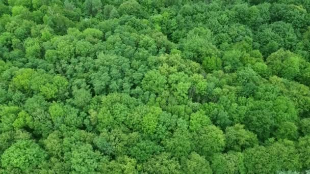 绿色森林纹理 夏木背景 飞行录像 — 图库视频影像