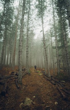 Ormanda yürüyen yapayalnız bir adam.