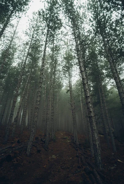 Forest Dark Com Árvores — Fotografia de Stock