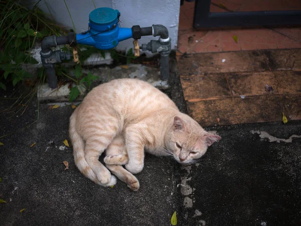 Kucing Pemalas Berjemur Jalan Konsep Hari Cuaca Yang Baik — Stok Foto