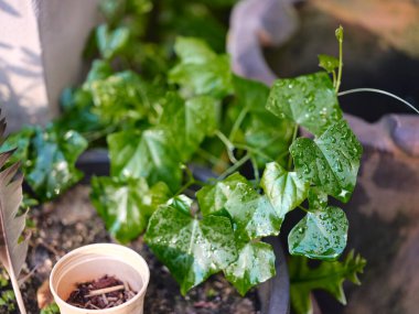 Doğa arka planında güzel bir sabah çiyi damlası.