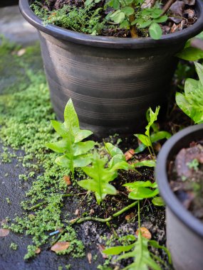 Eğrelti yaprağının üzerindeki sabah çiğ taneleri doğanın arka planında