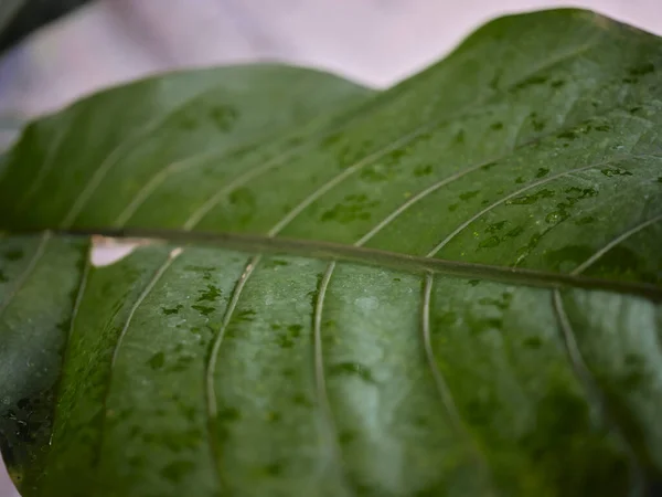 背景图像是绿色的 热带树叶的颜色 — 图库照片
