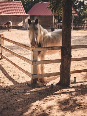 Sunrise  in the farm with beautiful horses .  copy space for text 