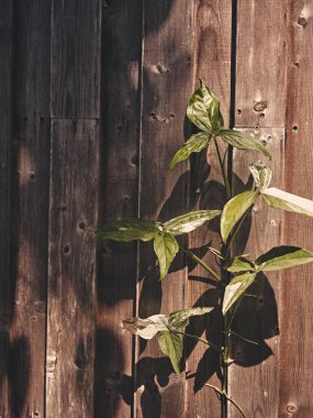 Plant growth on old wood wall with copy space for text 