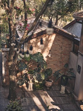 Plant growth on old cement wall with copy space for text 