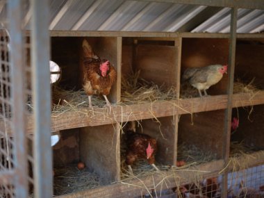 Hens on a traditional at organic farm  . copy space for text 