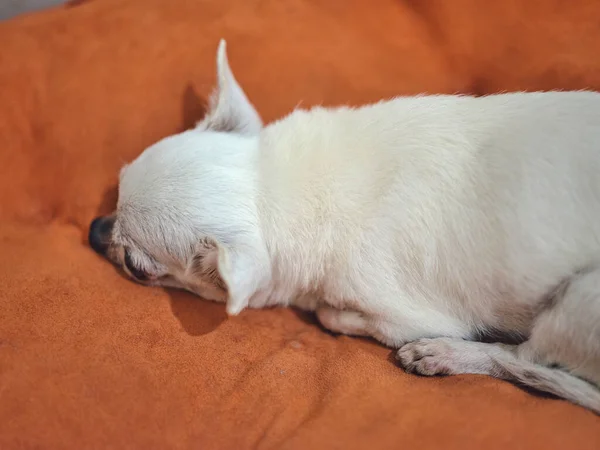 Chihuahua Hund Auf Orangefarbenen Kissen — Stockfoto