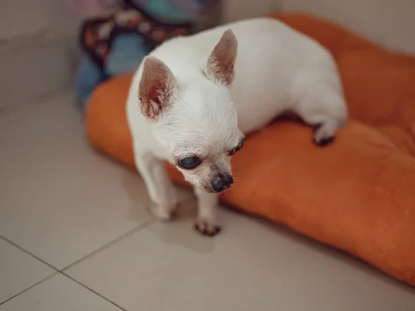 Chihuahua Cão Nas Almofadas Laranja — Fotografia de Stock