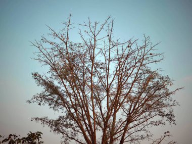 Ağaçların gövdesinin altındaki yeşil yapraklar tropikal ormanlarda güneş ışığı altında..