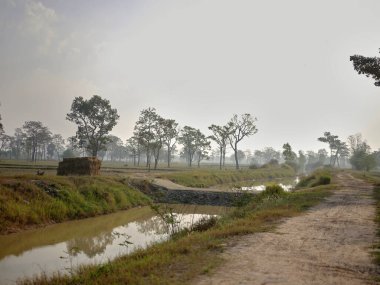 Güzel pirinç tarlası ve büyük ağaç manzarası ile yaz, doğa kavramına rahatla.