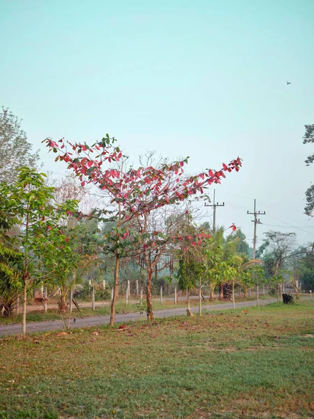 Malabar Δέντρο Φύλλα Αρχίζουν Γίνονται Κόκκινα Φθινόπωρο — Φωτογραφία Αρχείου