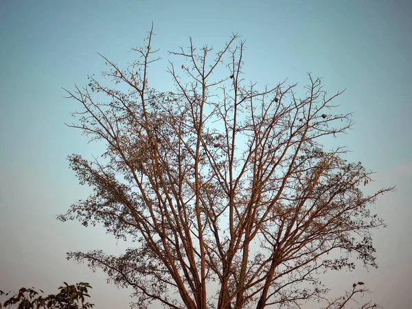 太陽の光が差し込む熱帯林の大きな木の緑の葉への木の幹の下の景色 — ストック写真