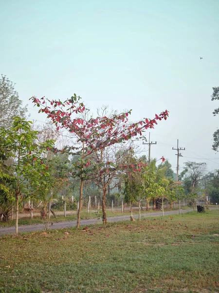 Malabar Δέντρο Φύλλα Αρχίζουν Γίνονται Κόκκινα Φθινόπωρο — Φωτογραφία Αρχείου