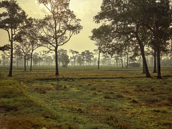 stock image Beautiful rice field with and big tree landscape, summer relax to nature concept.