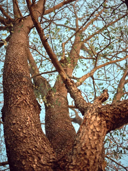 Tropisch Bos Met Zonlicht Tropisch Bos Met Zonlicht — Stockfoto