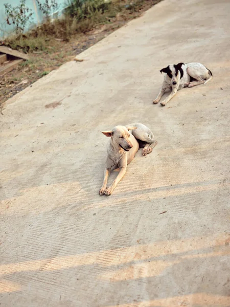 Die Hunde Entspannen Sich Auf Dem Boden — Stockfoto