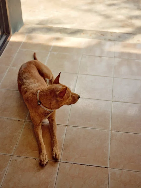 Dog Relaxing Ground — Stock Photo, Image