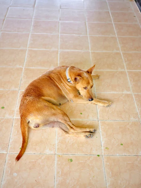 狗在地上放松 — 图库照片