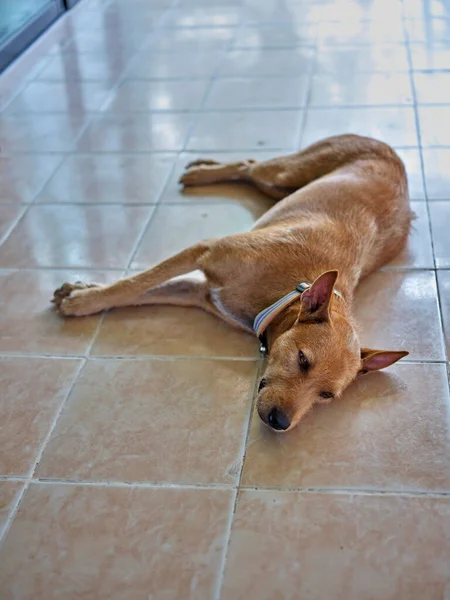 Cão Relaxante Chão — Fotografia de Stock