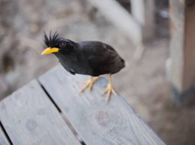 Gracula Reliosa (Sturnidae) Güneydoğu Asya 'da yaşar. İnsan seslerini bir papağan gibi taklit etme yeteneğine sahiptir.