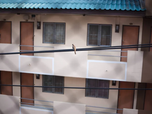 Dům Vrabců Odpočívající Eletrických Drátech Jeden Běžných Ptáků Městské Krajiny — Stock fotografie