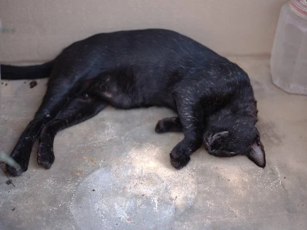 Die Schwarze Katze Mit Den Gelben Augen Liegt Auf Dem — Stockfoto