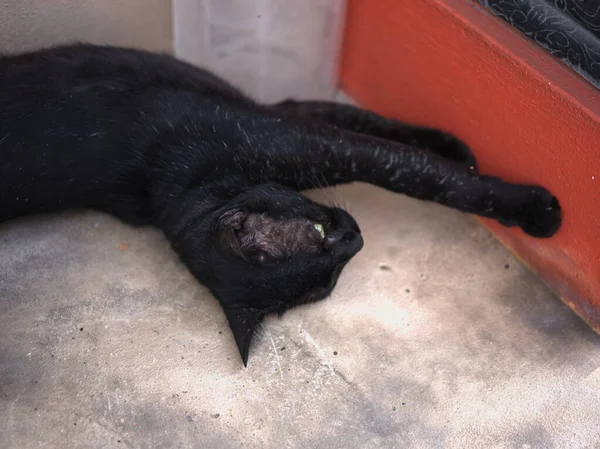 Чорний Кіт Жовтими Очима Лежить Підлозі — стокове фото