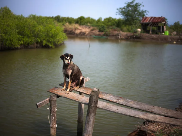 Der Hund Sitzt Auf Einer Holzplattform Wasser Des Fischteiches — Stockfoto