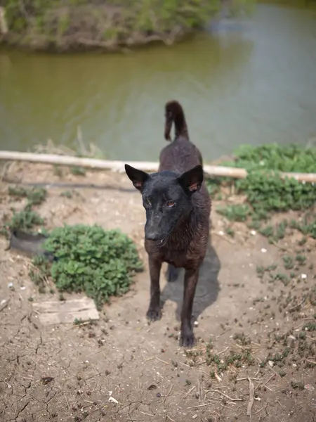 Schwarzer Hund Steht Mit Ausgestreckter Zunge Auf Dem Boden — Stockfoto