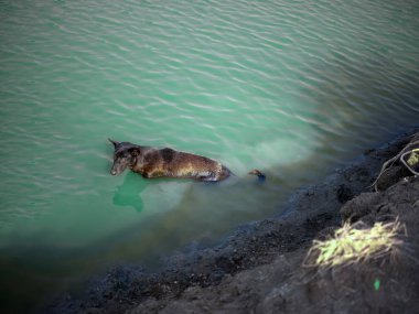 Köpek dışarıda suyla eğleniyor.