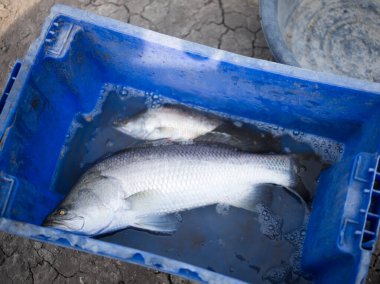 Çiğ natiral taze balık. Plastik kutuda beyaz levrek. . 