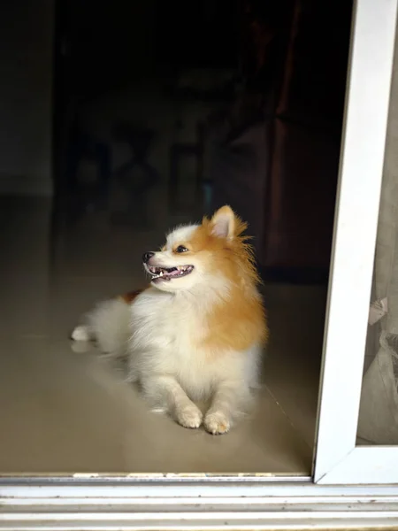 Pomeranian Spitz Sorrindo Deitado Casa — Fotografia de Stock