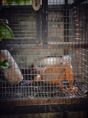 Iguana, bir kafeste turuncu .