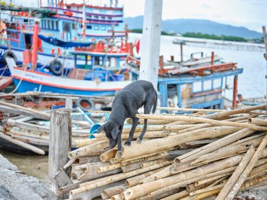 Kara Köpek bambu üzerinde yürüyor .