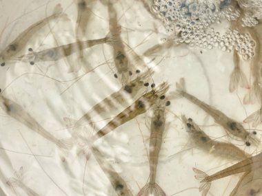 Beyaz bir yem kovasında suda yüzen kahverengi yem karidesi..