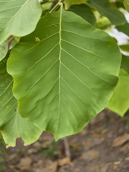 Close up , A beautiful fiddle leaf fig .