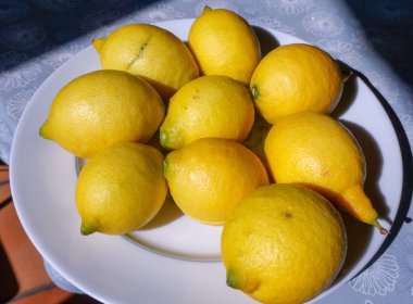 Fransa 'nın Occitanie Bölgesi, Albi' de, çiçek desenli mavi bir masa örtüsünde limon ağacında toplanmış muhteşem büyük organik limonlar.