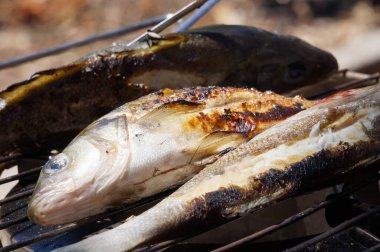 Fishes being fried on a cookout grill set on a log stove burner, used as a mini barbecue