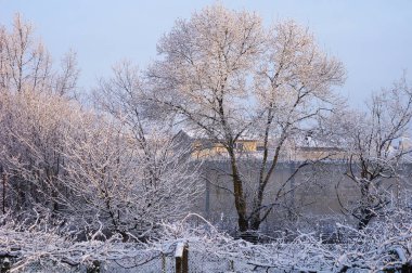Karlı kış manzarası - ağaçlarla kaplı