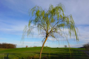 Doğada mavi gökyüzü olan ağaçlar